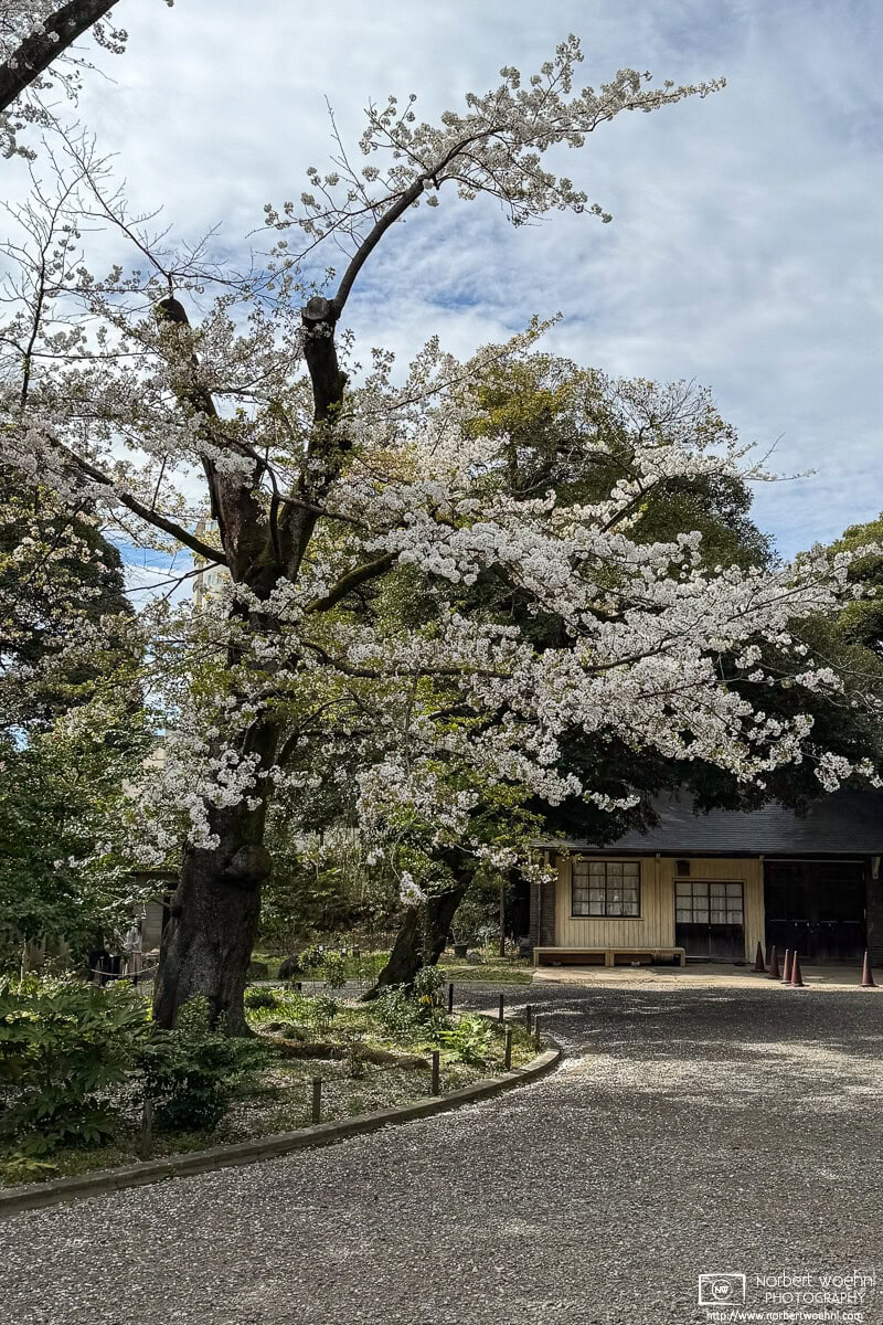 Spring scene with blossoming cherry trees at Kyu-Furukawa Gardens in Nishigahara, Tokyo. © 2025 Norbert Woehnl Photography.