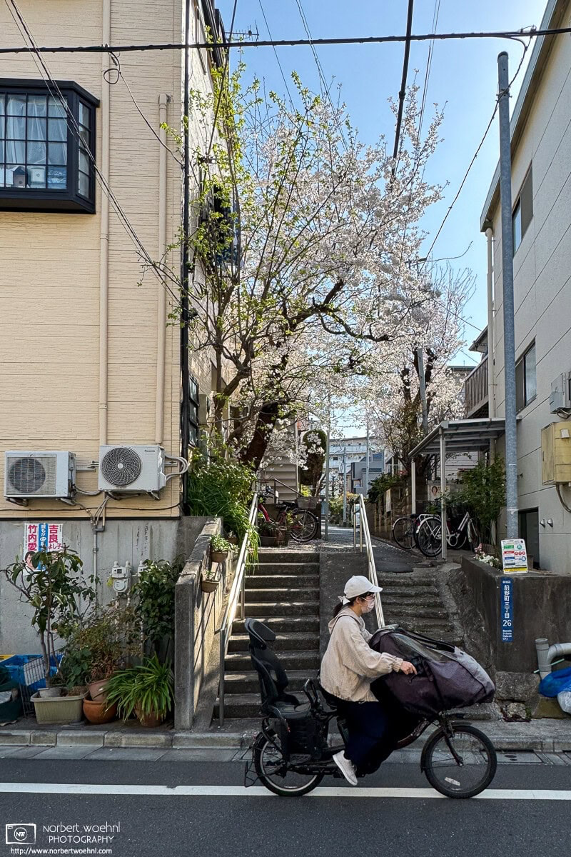 Urban cherry blossoms in the Maenocho district of Itabashi Ward in Tokyo, Japan. © 2025 Norbert Woehnl Photography.
