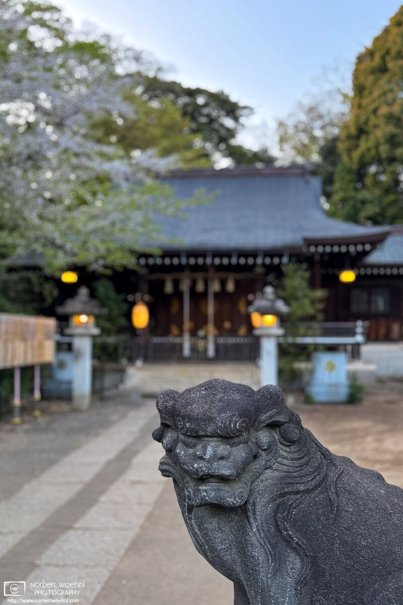 Scene at Shiroyama Kumano Shrine in a residential area of Itabashi Ward in Tokyo, Japan. © 2025 Norbert Woehnl Photography.