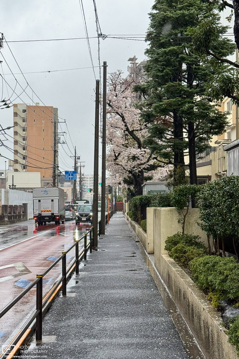 Urban cherry blossoms on a rainy day in the Shimura district of Itabashi Ward in Tokyo, Japan. © 2025 Norbert Woehnl Photography.