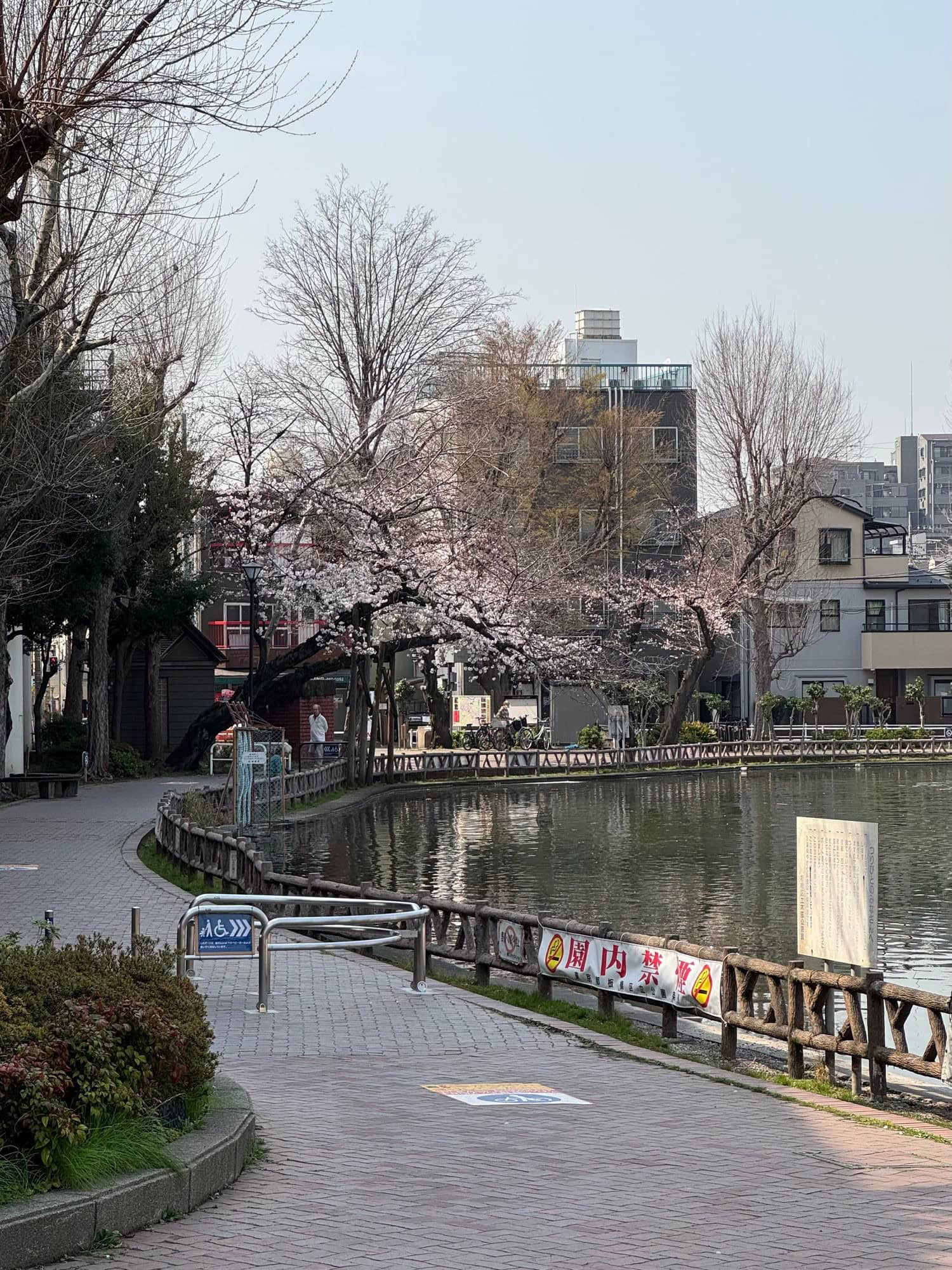 Urban cherry blossoms in Itabashi Ward, Tokyo - March 27, 2025. © 2025 Norbert Woehnl Photography.