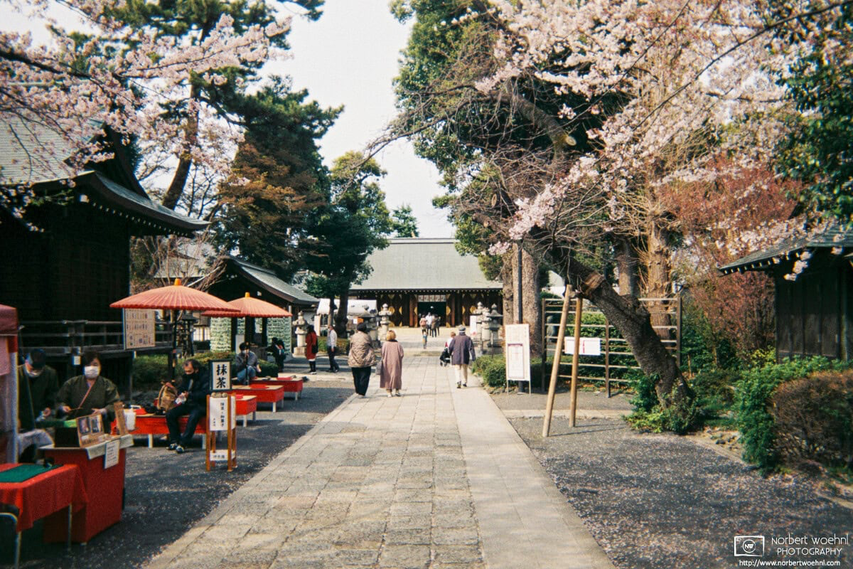 A scene of Cherry Blossom Season at Shoin Jinja, a Shinto shrine in the Setagaya Ward of Tokyo, Japan. © 2022 Norbert Woehnl Photography.