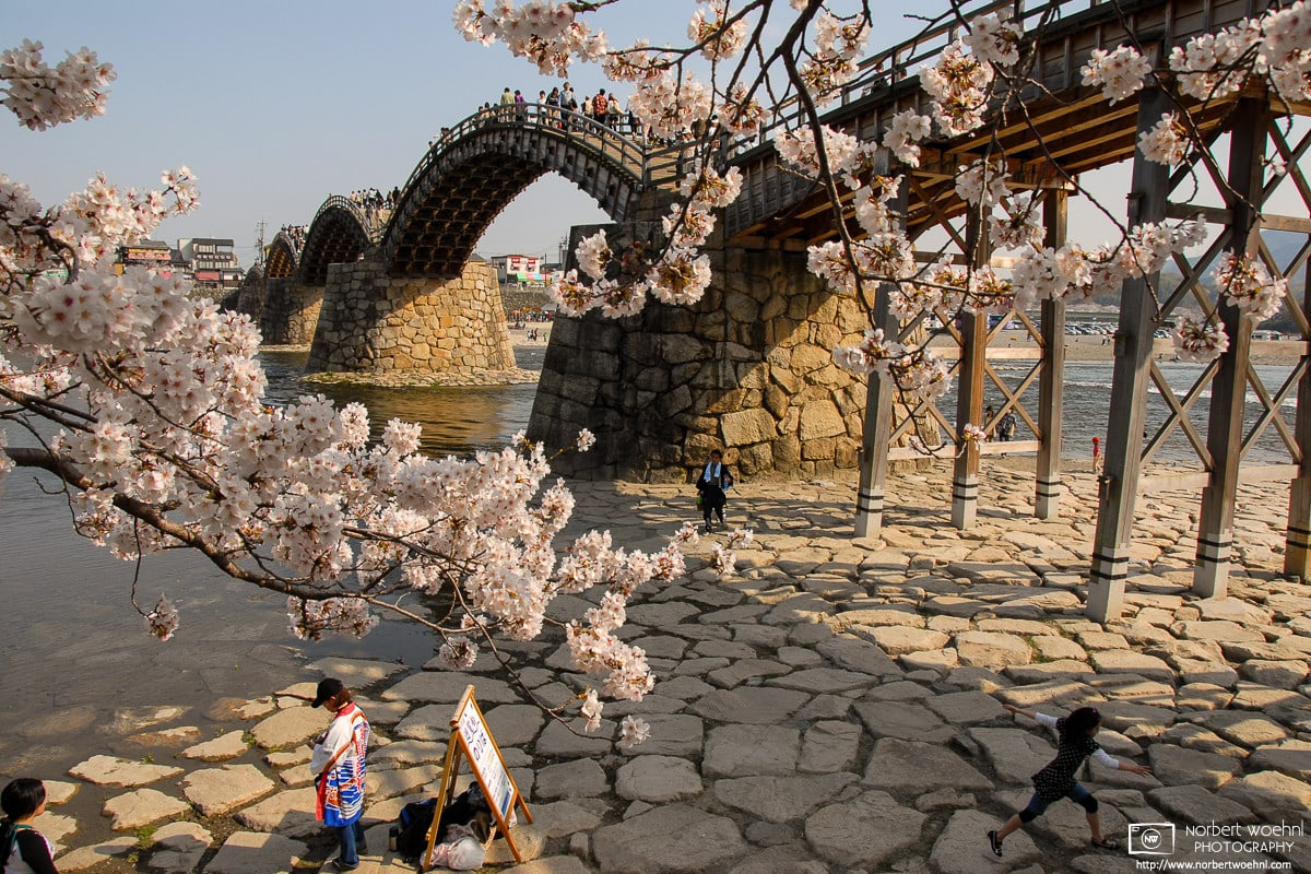 Kintai Bridge in Iwakuni, Yamaguchi Prefecture, Japan, during cherry blossom season. The bridge spans the Nishiki River in a series of five wooden arches. © 2008 Norbert Woehnl Photography.