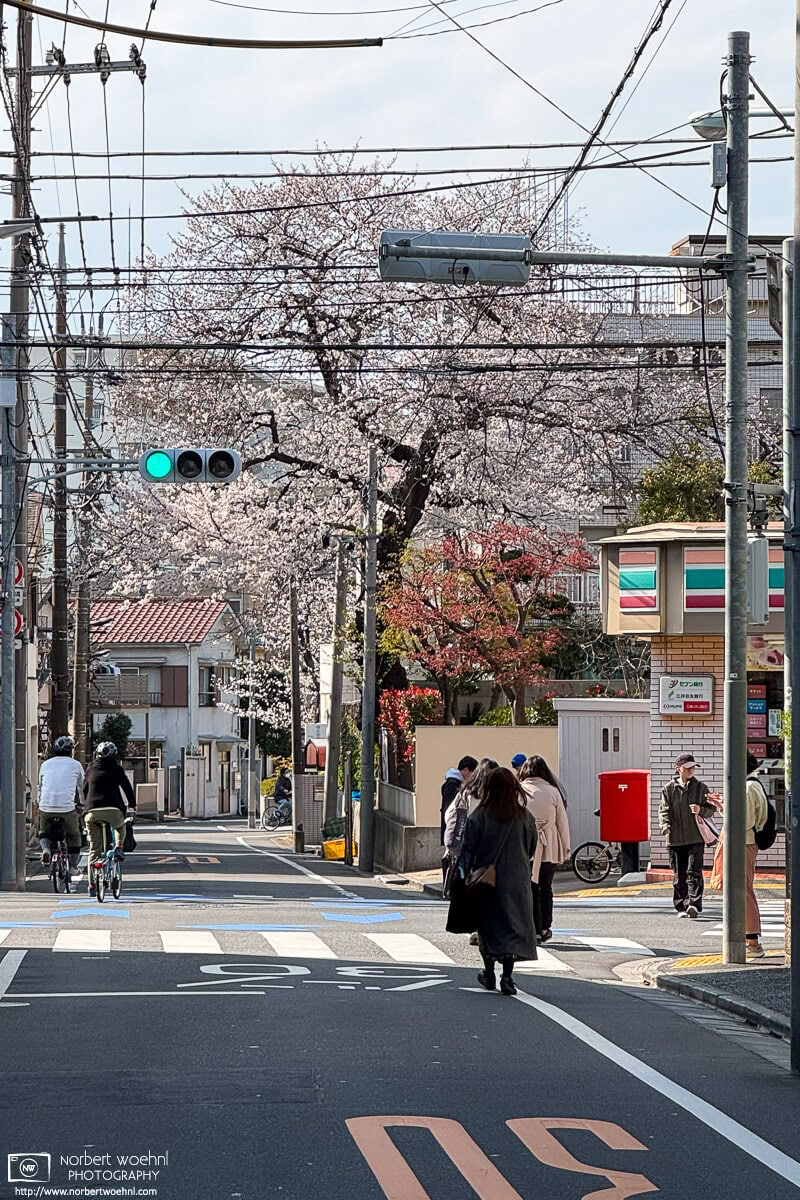 Urban cherry blossoms in the Maenocho district of Itabashi Ward in Tokyo, Japan. © 2025 Norbert Woehnl Photography.