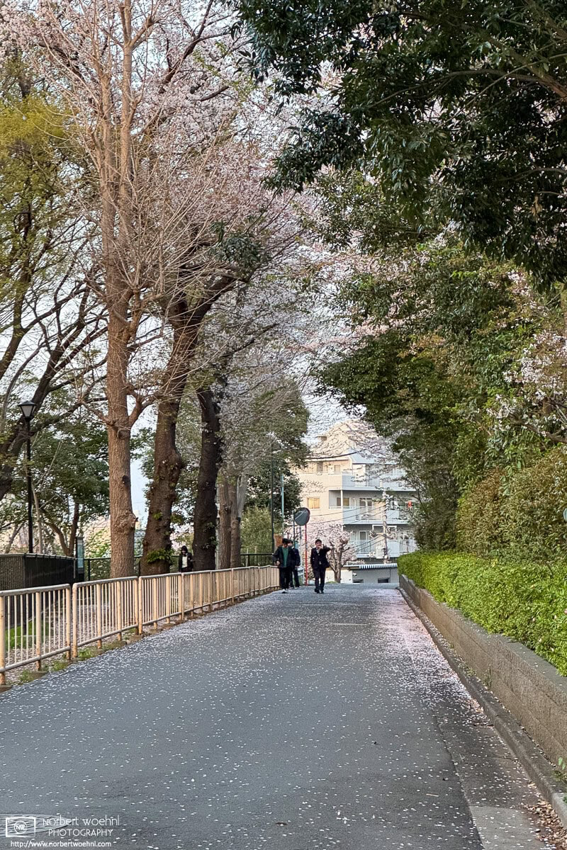 Fallen cherry blossom petals on a road in a residential area of Itabashi Ward in Tokyo, Japan. © 2025 Norbert Woehnl Photography.