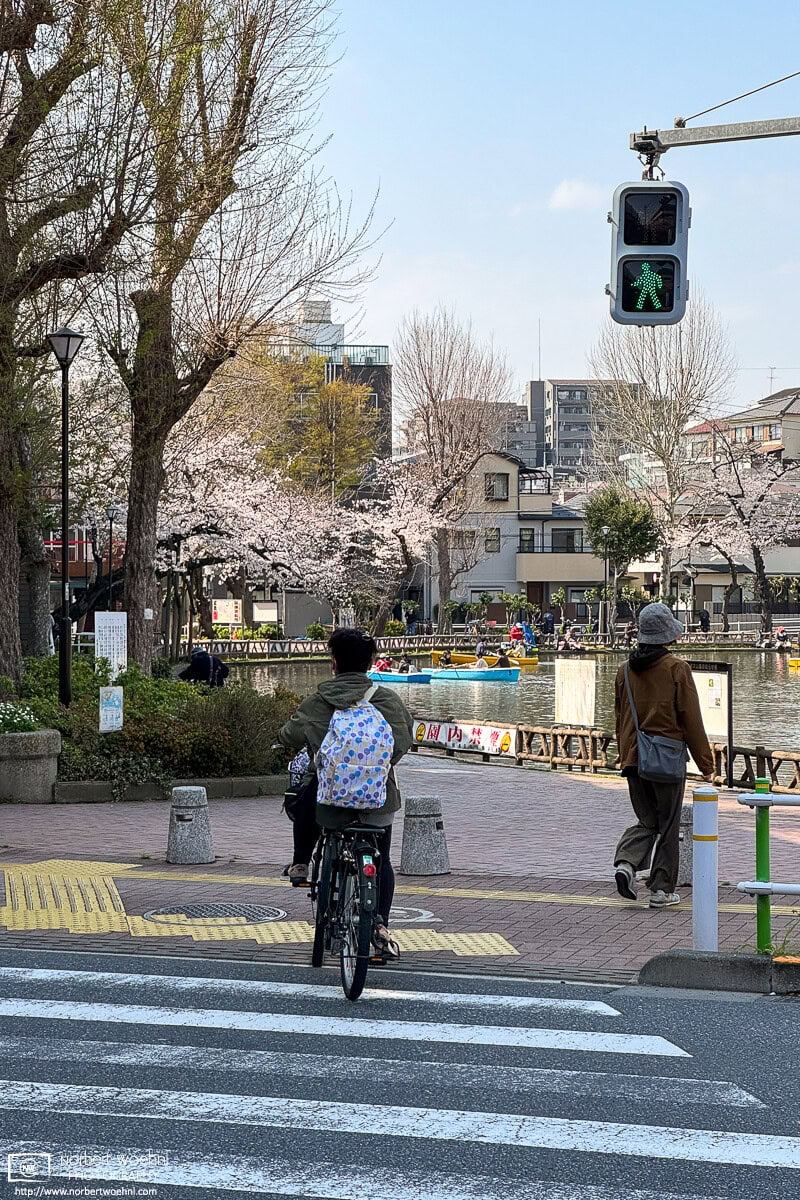 Urban cherry blossoms in the Maenocho district of Itabashi Ward in Tokyo, Japan. © 2025 Norbert Woehnl Photography.
