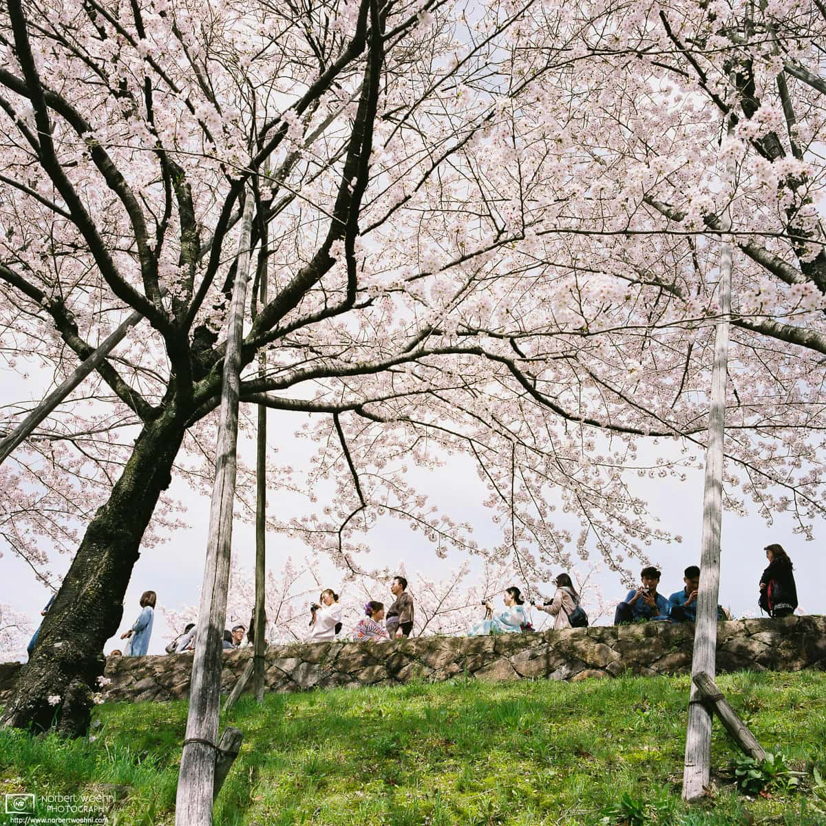 Cherry Blossom Viewing (hanami) along the Keage Incline in Higashiyama, Kyoto, Japan. © 2016 Norbert Woehnl Photography.