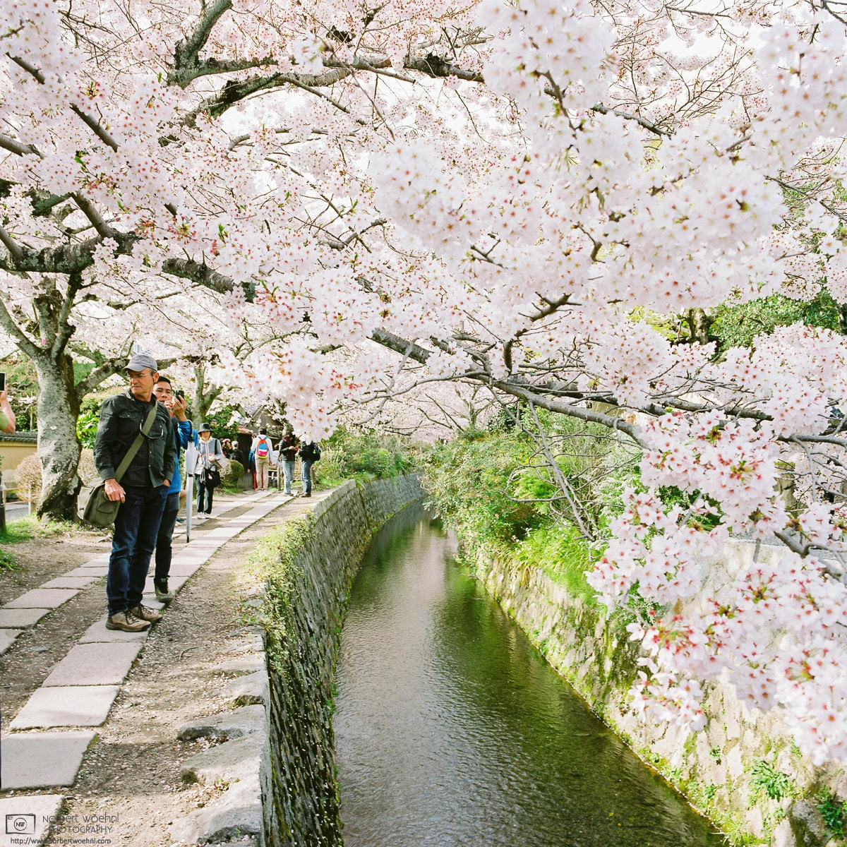 A walk along the Philosopher's Path in eastern Kyoto, Japan, during Cherry Blossom Season. © 2016 Norbert Woehnl Photography.