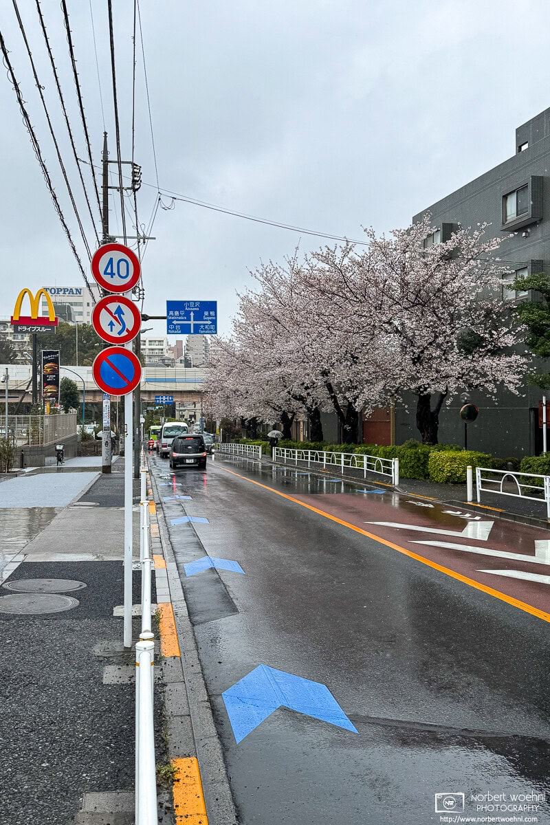 Urban cherry blossoms on a rainy day in the Maenocho district of Itabashi Ward in Tokyo, Japan. © 2025 Norbert Woehnl Photography.