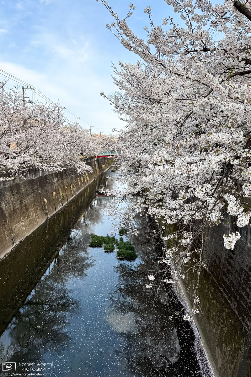 Cherry blossoms along the Shakuji River in the Naka-Itabashi area of Itabashi Ward in Tokyo, Japan. © 2025 Norbert Woehnl Photography.