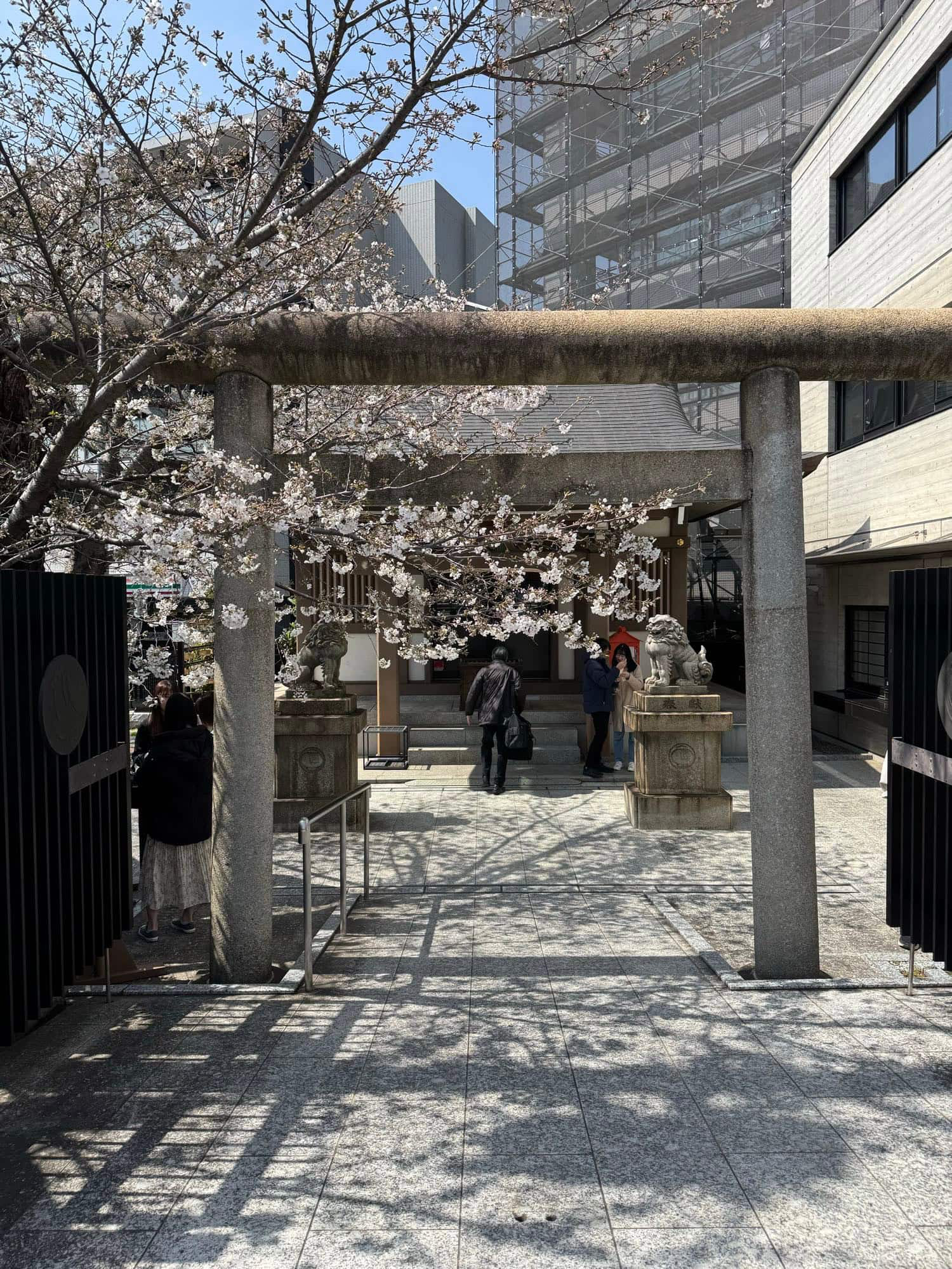 Cherry blossoms at Okuni Shrine outside Komagome Station in Tokyo, Japan. © 2025 Norbert Woehnl Photography.