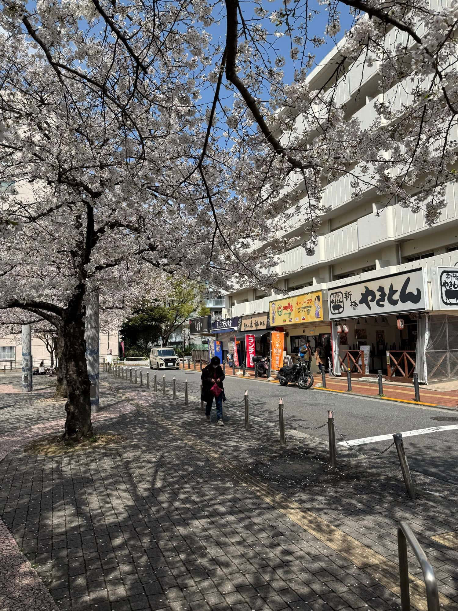 Cherry blossoms on a plaza north of Komagome Station in Tokyo, Japan. © 2025 Norbert Woehnl Photography.