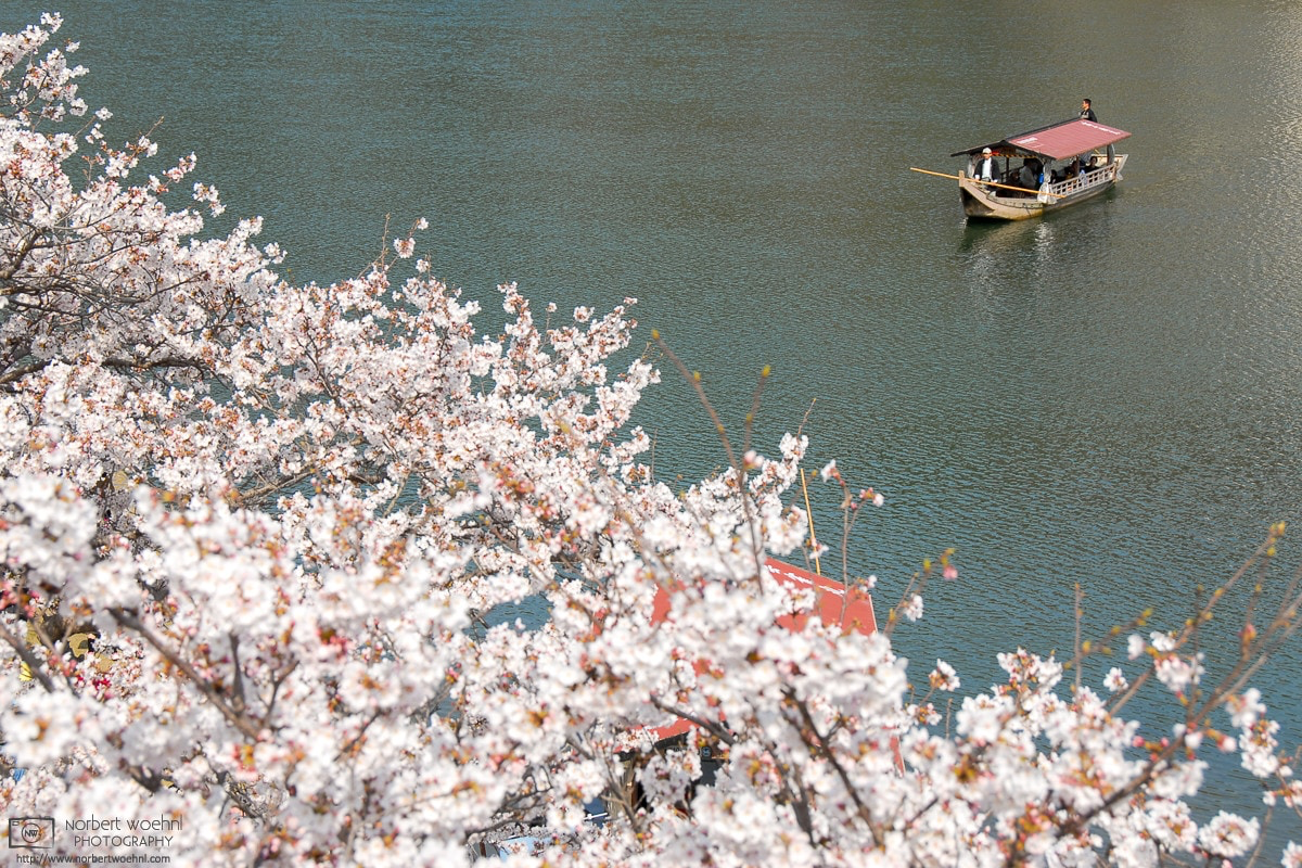 A boat on the Nishiki River in Iwakuni City, Yamaguchi Prefecture, is approaching the shore that is lined with cherry trees in full bloom. © 2008 Norbert Woehnl Photography.