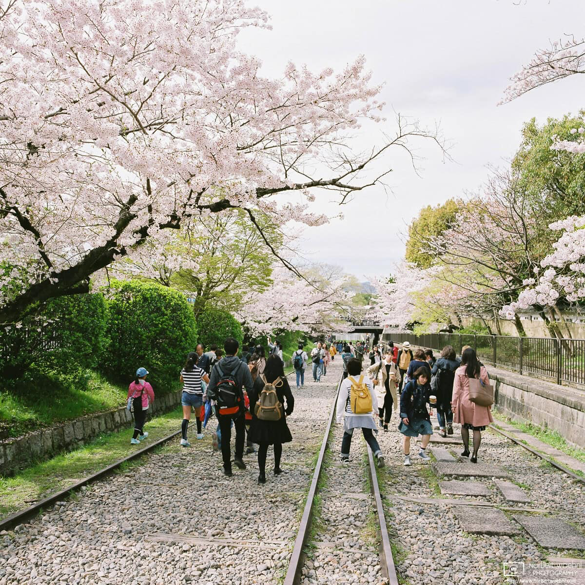 Cherry Blossom Viewing (hanami) along the Keage Incline in Higashiyama, Kyoto, Japan. © 2016 Norbert Woehnl Photography.