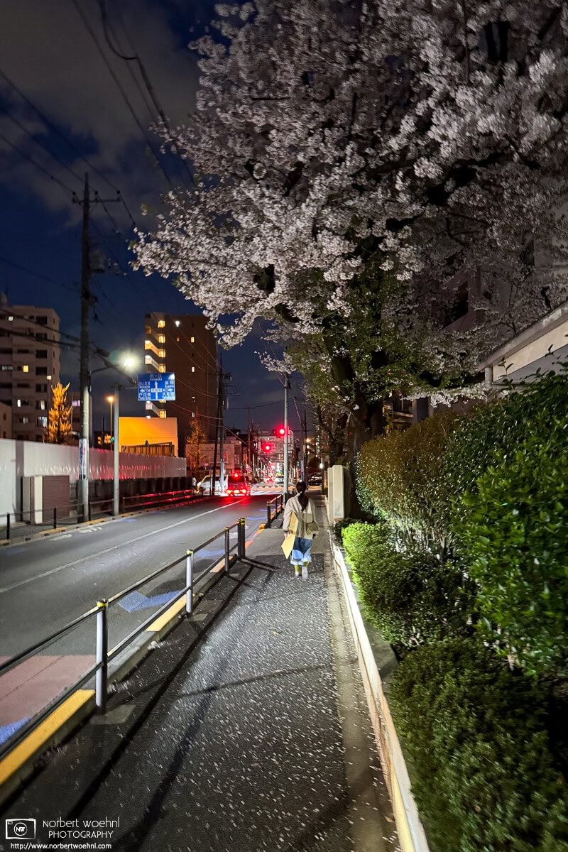 Nighttime cherry blossoms in the Shimura district of Itabashi Ward in Tokyo, Japan. © 2025 Norbert Woehnl Photography.