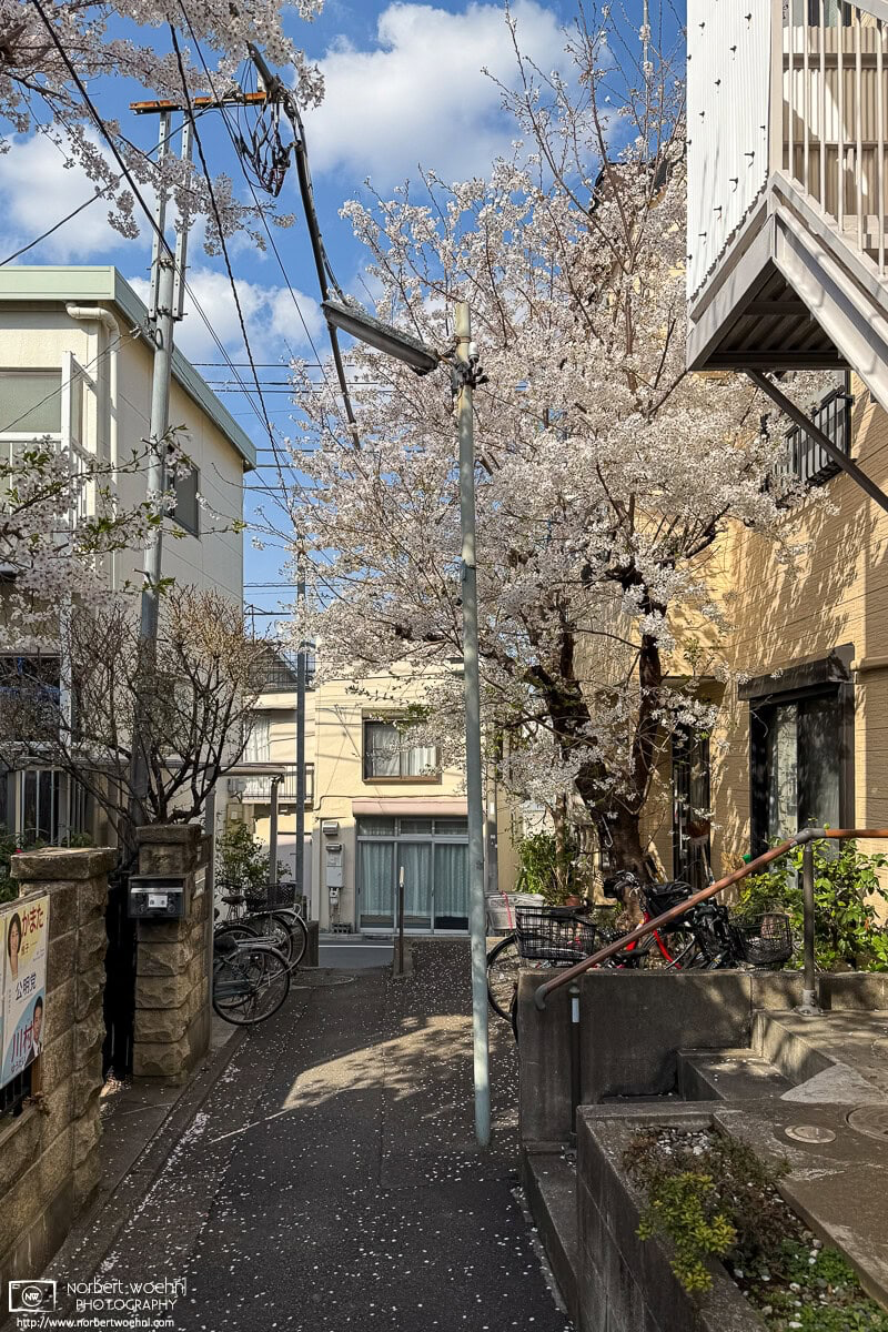 Urban cherry blossoms in the Maenocho district of Itabashi Ward in Tokyo, Japan. © 2025 Norbert Woehnl Photography.