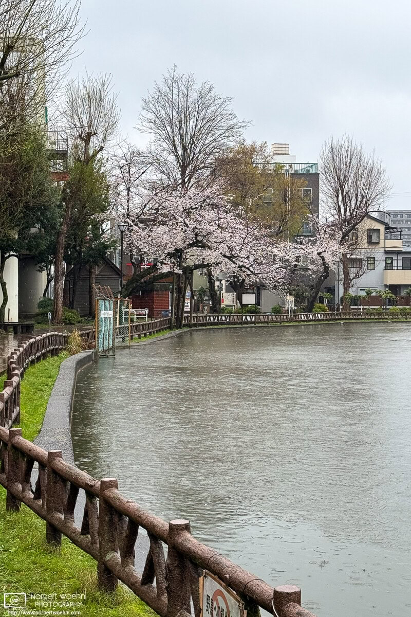 Urban cherry blossoms on a rainy day in the Maenocho district of Itabashi Ward in Tokyo, Japan. © 2025 Norbert Woehnl Photography.