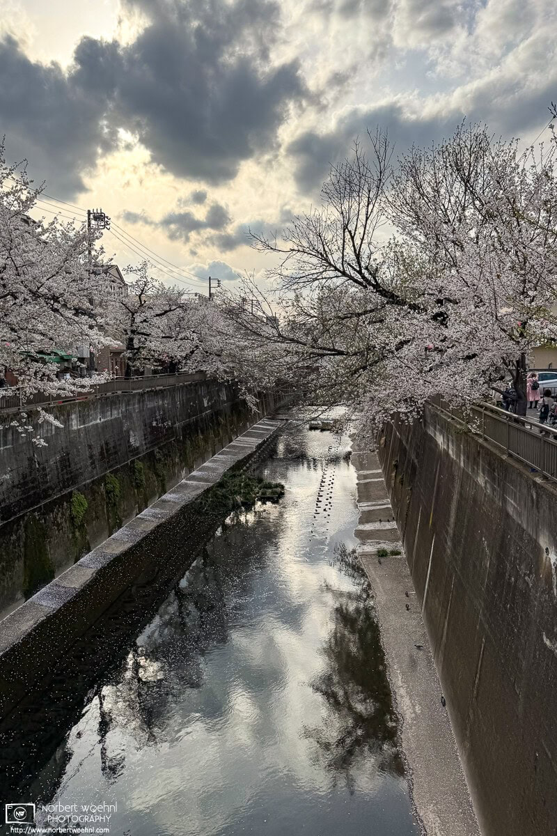 Cherry blossoms along the Shakuji River in the Naka-Itabashi area of Itabashi Ward in Tokyo, Japan. © 2025 Norbert Woehnl Photography.