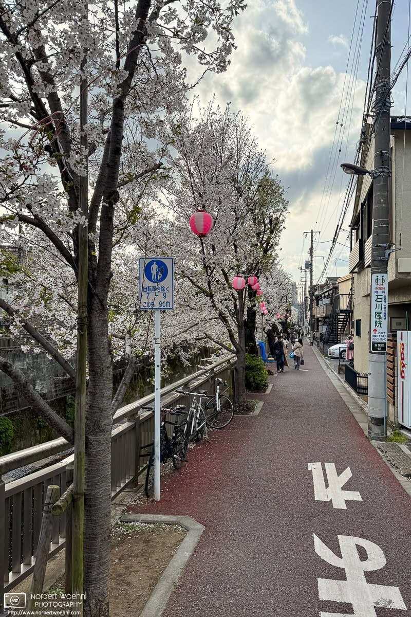Cherry blossoms along the Shakuji River in the Naka-Itabashi area of Itabashi Ward in Tokyo, Japan. © 2025 Norbert Woehnl Photography.