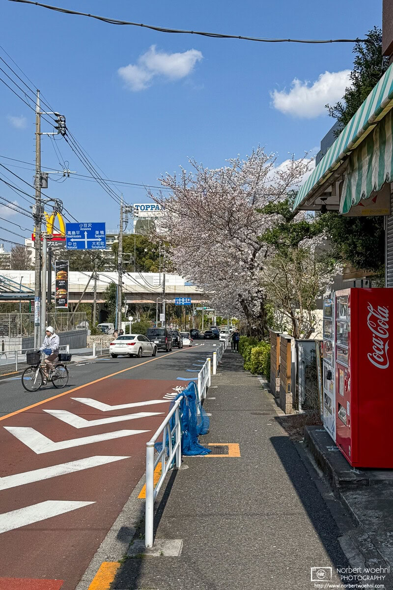Urban cherry blossoms in the Maenocho district of Itabashi Ward in Tokyo, Japan. © 2025 Norbert Woehnl Photography.