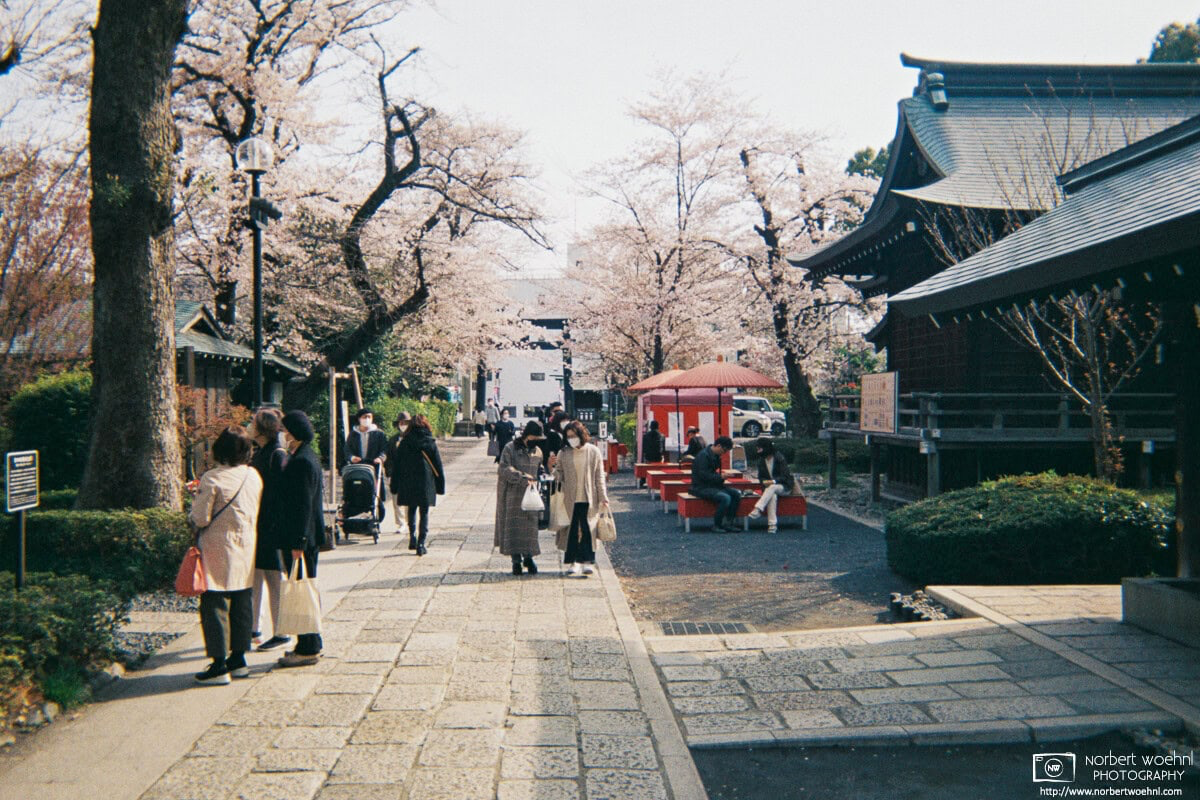 A scene of Cherry Blossom Season at Shoin Jinja, a Shinto shrine in the Setagaya Ward of Tokyo, Japan. © 2022 Norbert Woehnl Photography.