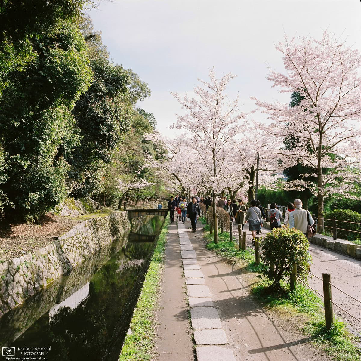 A walk along the Philosopher's Path in eastern Kyoto, Japan, during Cherry Blossom Season. © 2016 Norbert Woehnl Photography.