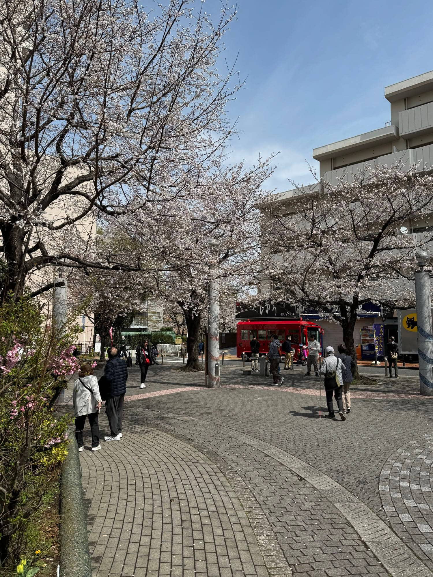 Cherry blossoms on a plaza north of Komagome Station in Tokyo, Japan. © 2025 Norbert Woehnl Photography.