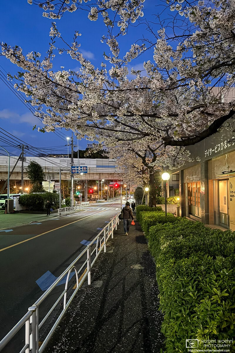 Nighttime cherry blossoms in the Maenocho district of Itabashi Ward in Tokyo, Japan. © 2025 Norbert Woehnl Photography.