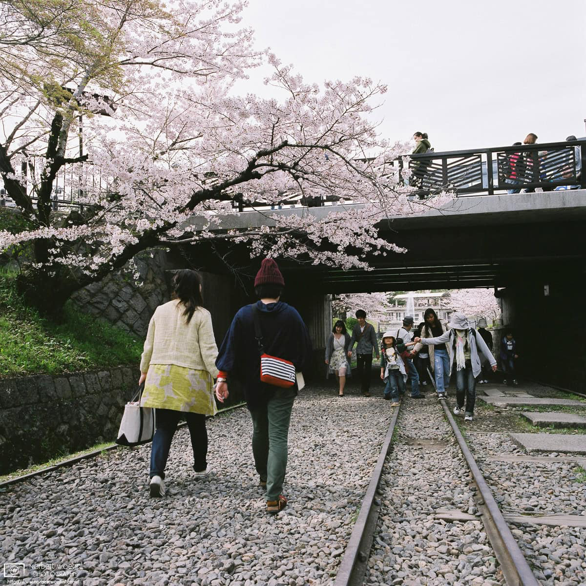 Cherry Blossom Viewing (hanami) along the Keage Incline in Higashiyama, Kyoto, Japan. © 2016 Norbert Woehnl Photography.