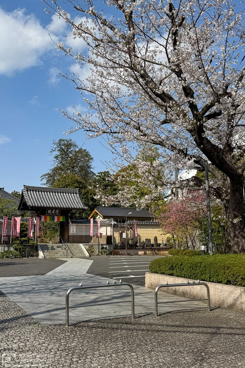 Urban cherry blossoms in the Maenocho district of Itabashi Ward in Tokyo, Japan. © 2025 Norbert Woehnl Photography.