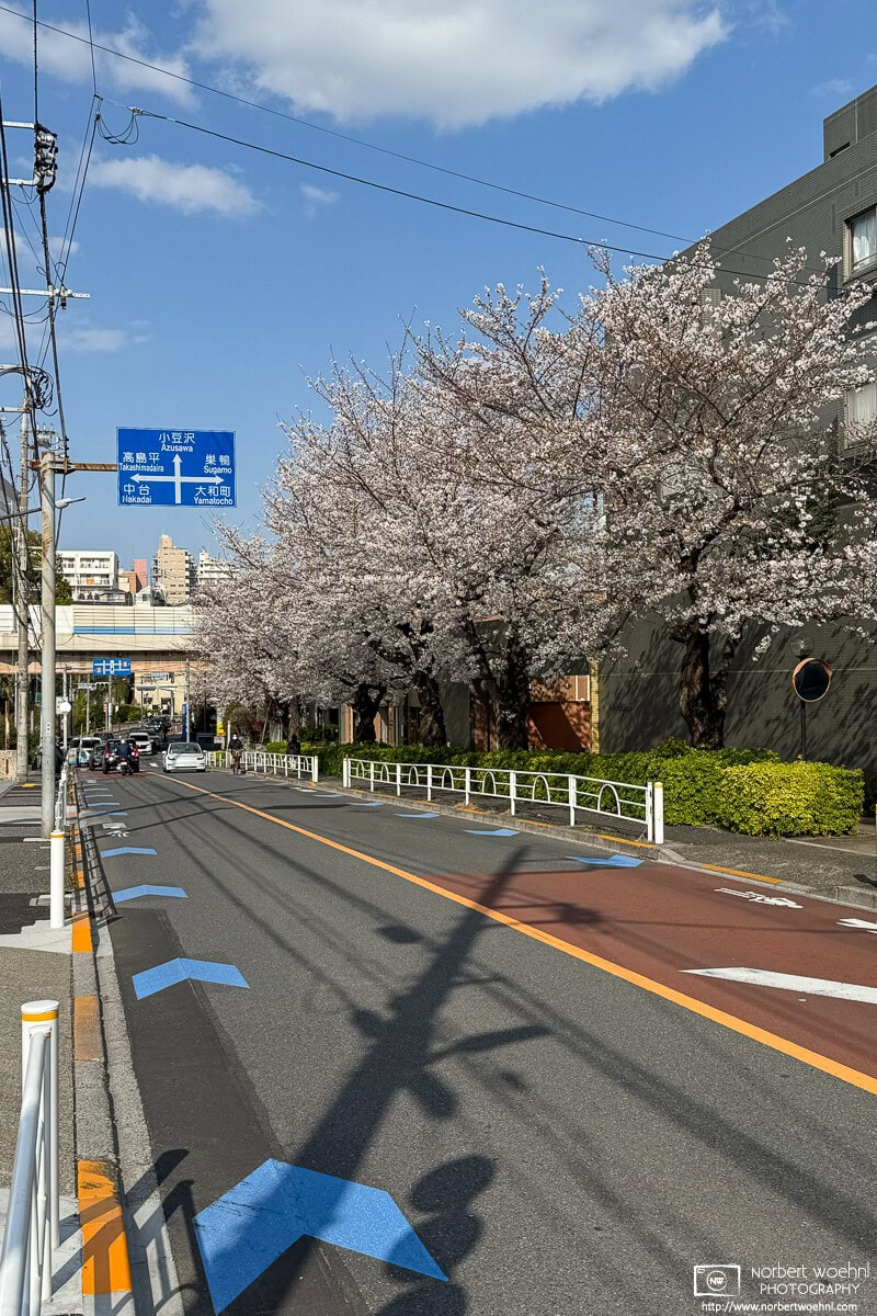 Urban cherry blossoms in the Maenocho district of Itabashi Ward in Tokyo, Japan. © 2025 Norbert Woehnl Photography.