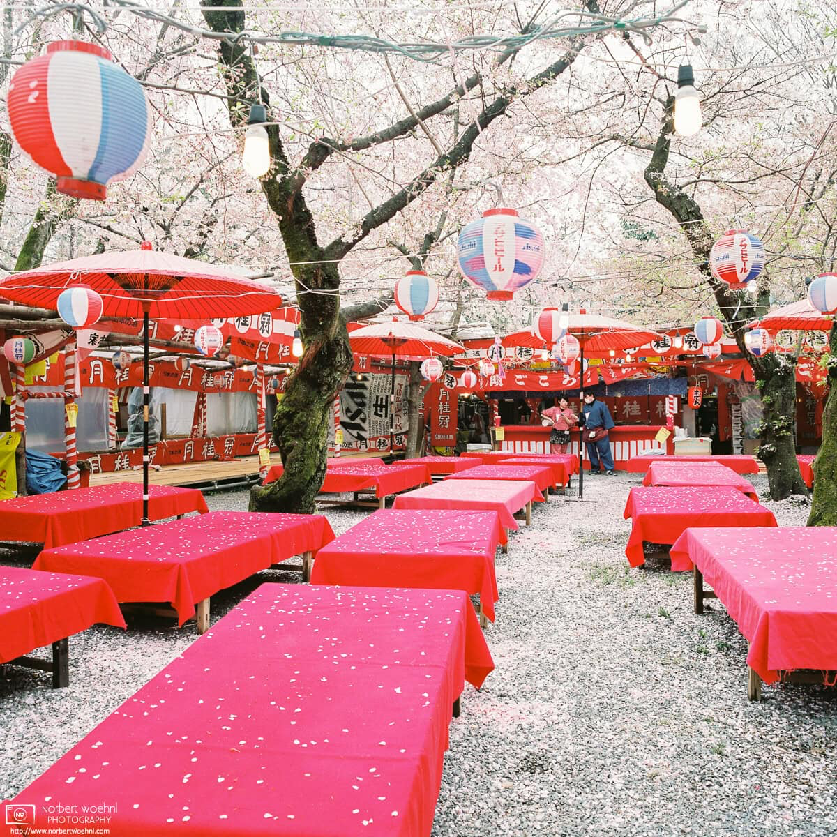Fallen petals at the end of cherry blossom season at Hirano Shrine in Kyoto, Japan. © 2026 Norbert Woehnl Photography.