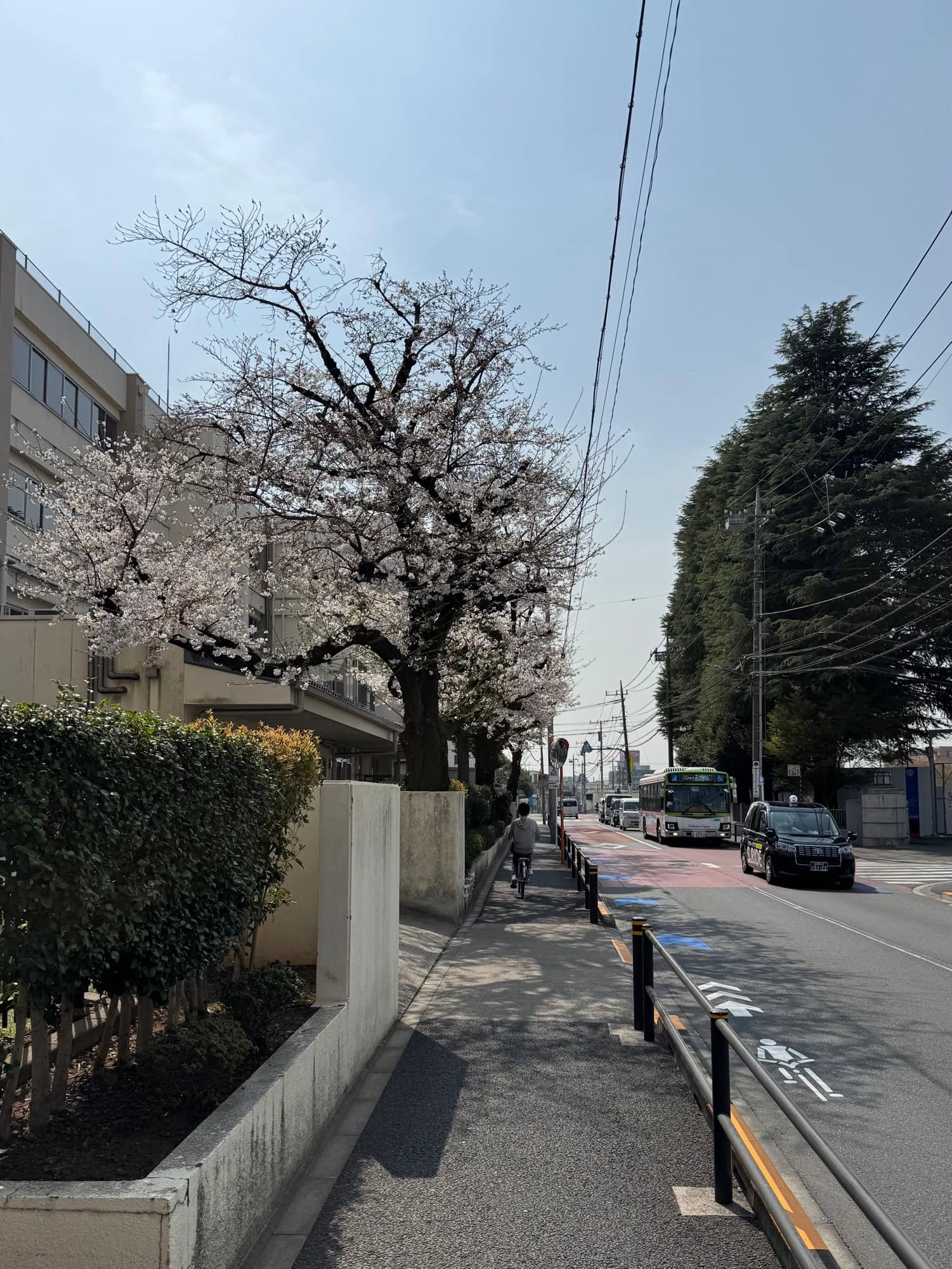 Urban cherry blossoms in Itabashi Ward, Tokyo - March 27, 2025. © 2025 Norbert Woehnl Photography.