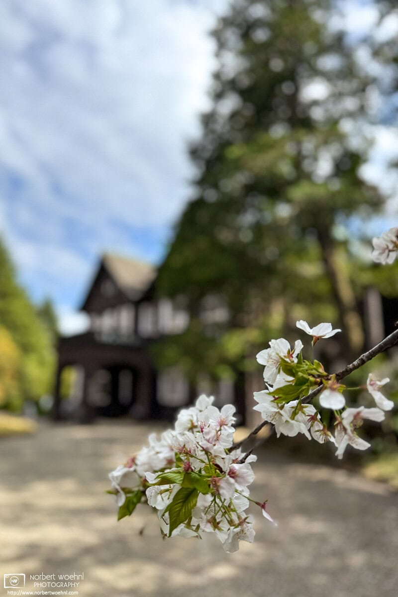 Spring scene with blossoming cherry trees at Kyu-Furukawa Gardens in Nishigahara, Tokyo. © 2025 Norbert Woehnl Photography.