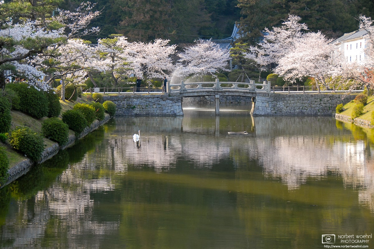 At Kikko Park in Iwakuni City, Yamaguchi Prefecture, a swan is swimming in a pond that is surrounded by blossoming cherry trees which are reflected off the water's surface. © 2008 Norbert Woehnl Photography.
