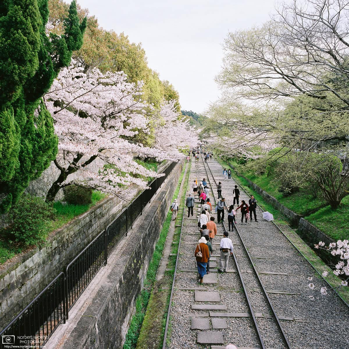 Cherry Blossom Viewing (hanami) along the Keage Incline in Higashiyama, Kyoto, Japan. © 2016 Norbert Woehnl Photography.