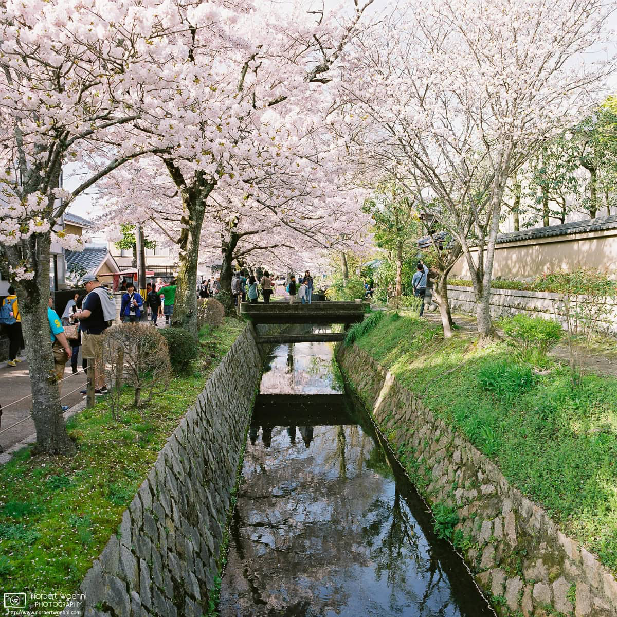 A walk along the Philosopher's Path in eastern Kyoto, Japan, during Cherry Blossom Season. © 2016 Norbert Woehnl Photography.