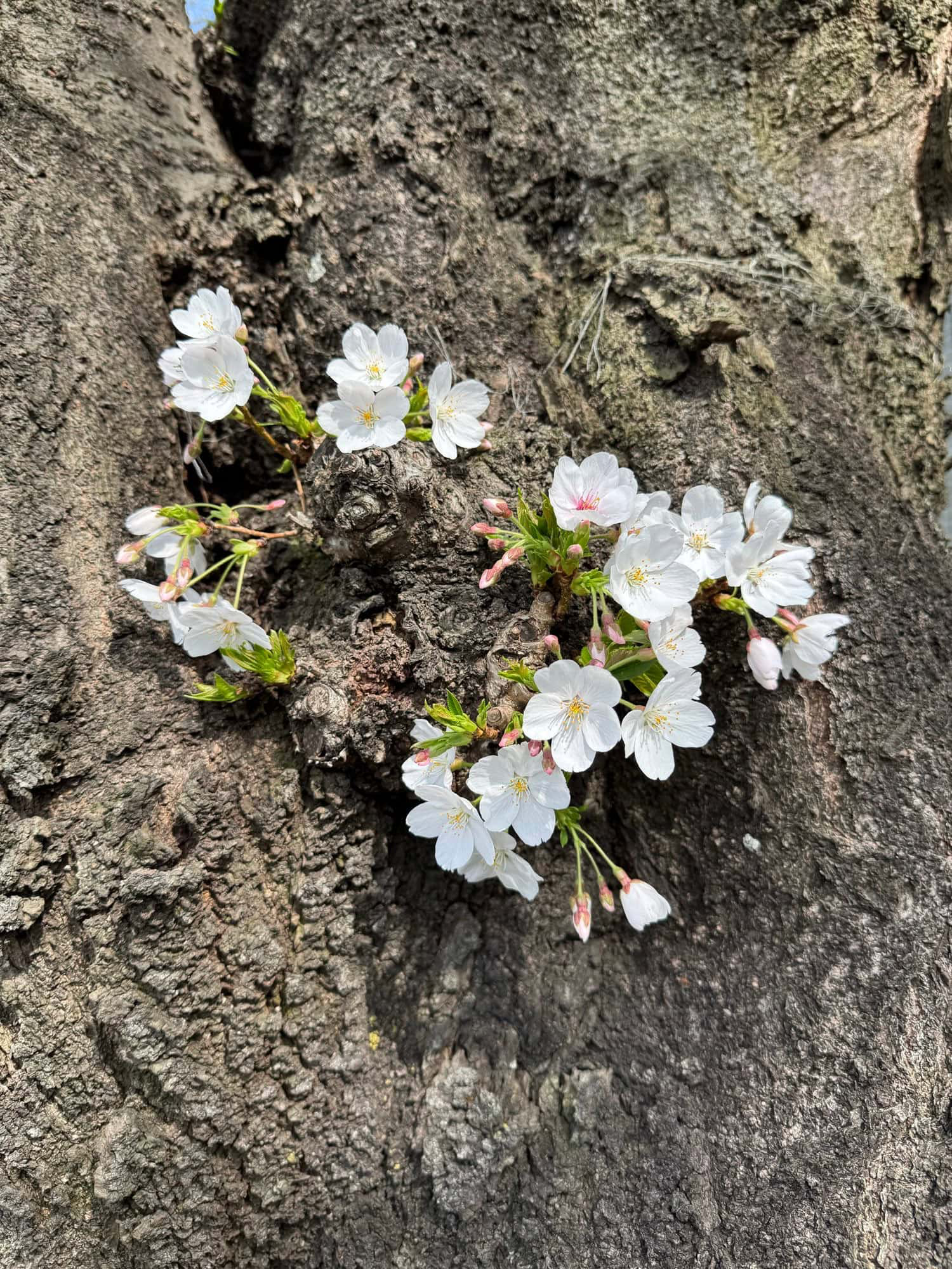 Urban cherry blossoms in Itabashi Ward, Tokyo - March 27, 2025. © 2025 Norbert Woehnl Photography.