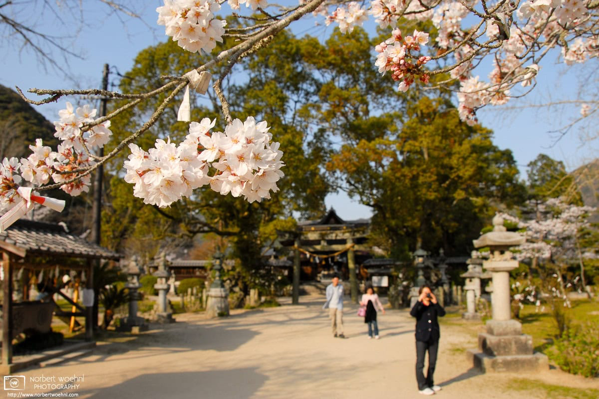 At Kikko Shrine in Iwakuni City, Yamaguchi Prefecture, visitors are walking on the grounds, some of them photographing cherry blossoms that are in full bloom. © 2008 Norbert Woehnl Photography.
