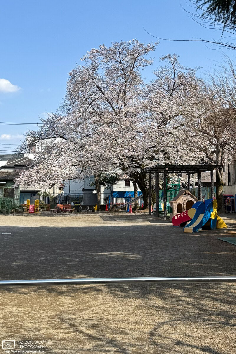 Urban cherry blossoms in the Maenocho district of Itabashi Ward in Tokyo, Japan. © 2025 Norbert Woehnl Photography.