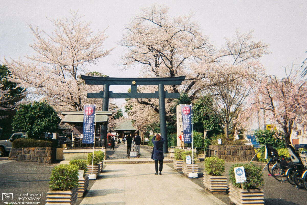 A scene of Cherry Blossom Season at Shoin Jinja, a Shinto shrine in the Setagaya Ward of Tokyo, Japan. © 2022 Norbert Woehnl Photography.