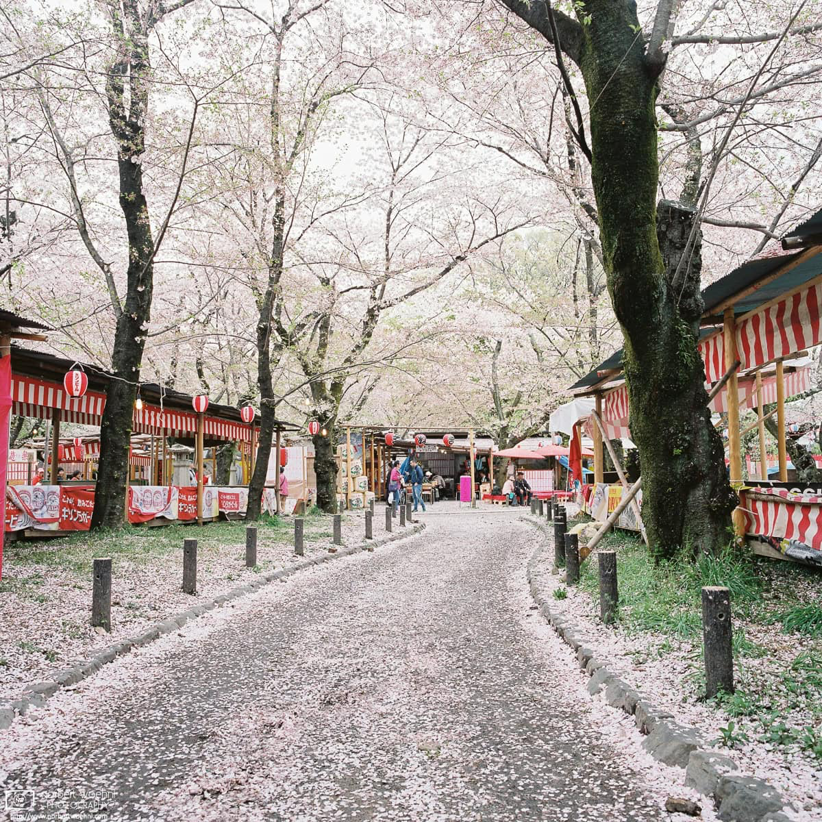 Fallen petals at the end of cherry blossom season at Hirano Shrine in Kyoto, Japan. © 2026 Norbert Woehnl Photography.