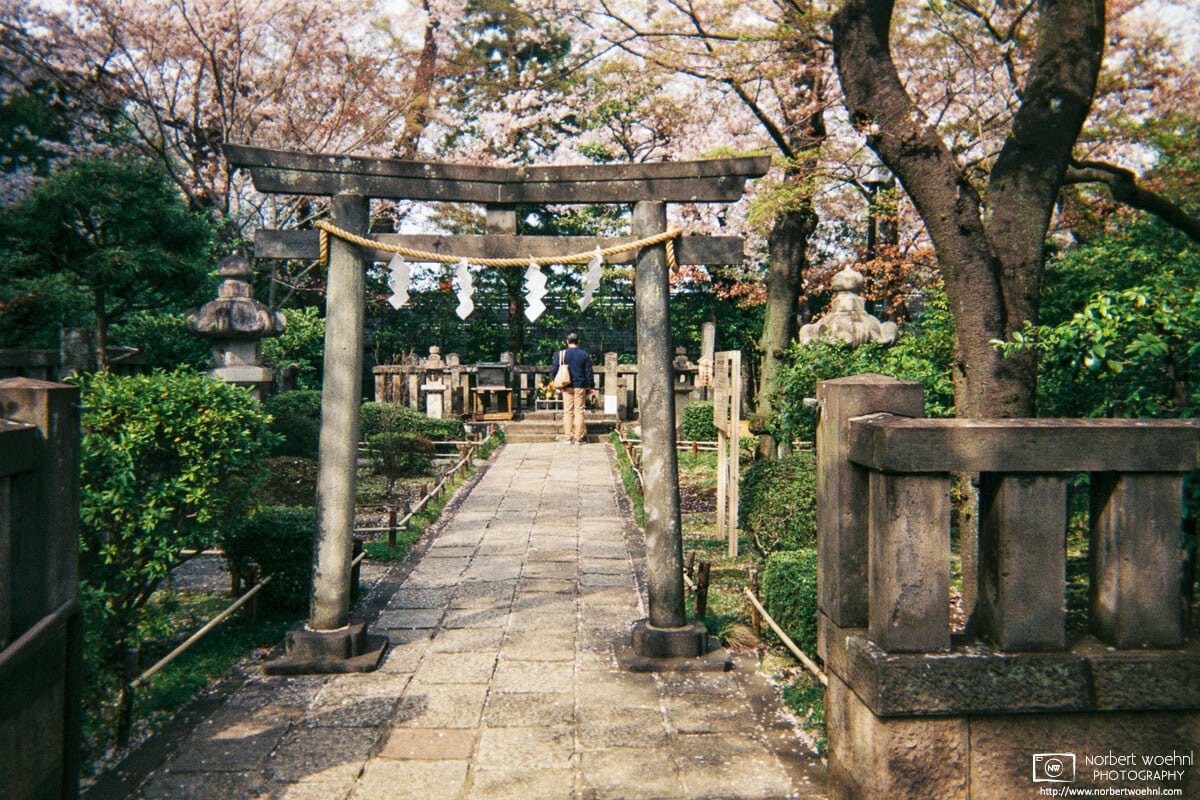 A scene of Cherry Blossom Season at Shoin Jinja, a Shinto shrine in the Setagaya Ward of Tokyo, Japan. © 2022 Norbert Woehnl Photography.