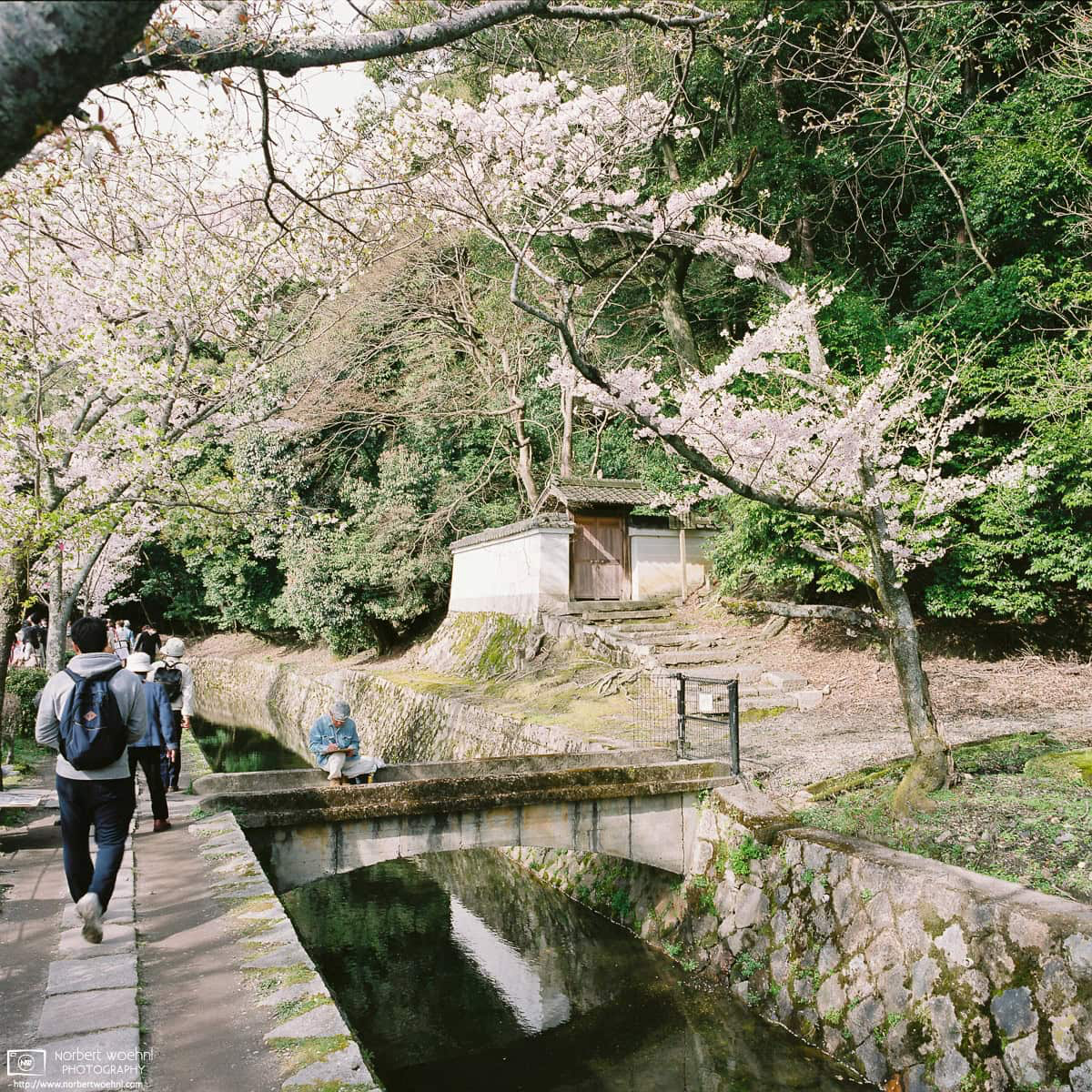A walk along the Philosopher's Path in eastern Kyoto, Japan, during Cherry Blossom Season. © 2016 Norbert Woehnl Photography.