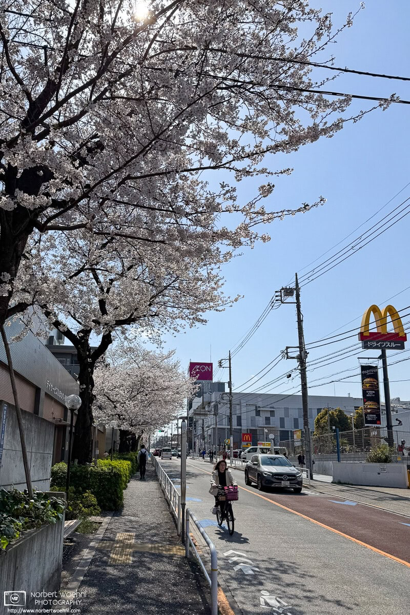 Urban cherry blossoms in the Maenocho district of Itabashi Ward in Tokyo, Japan. © 2025 Norbert Woehnl Photography.