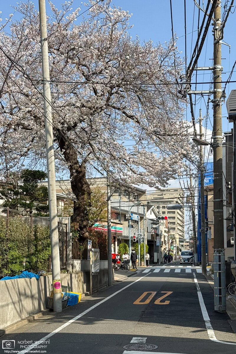 Urban cherry blossoms in the Maenocho district of Itabashi Ward in Tokyo, Japan. © 2025 Norbert Woehnl Photography.