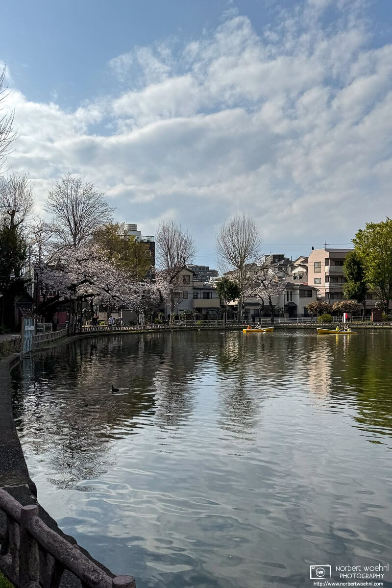 Urban cherry blossoms in the Maenocho district of Itabashi Ward in Tokyo, Japan. © 2025 Norbert Woehnl Photography.
