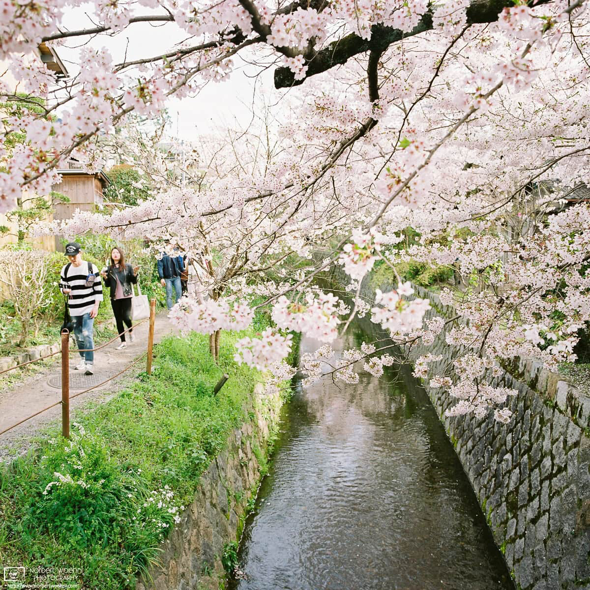 A walk along the Philosopher's Path in eastern Kyoto, Japan, during Cherry Blossom Season. © 2016 Norbert Woehnl Photography.