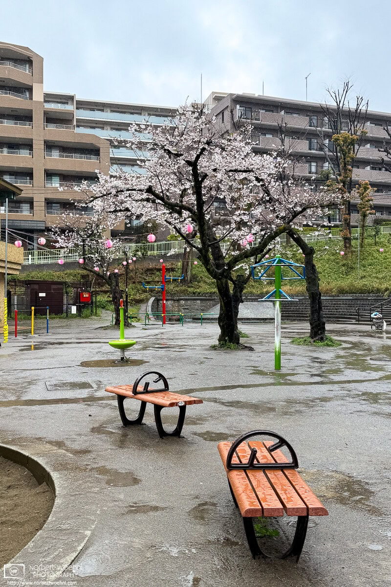 Urban cherry blossoms on a rainy day in the Maenocho district of Itabashi Ward in Tokyo, Japan. © 2025 Norbert Woehnl Photography.