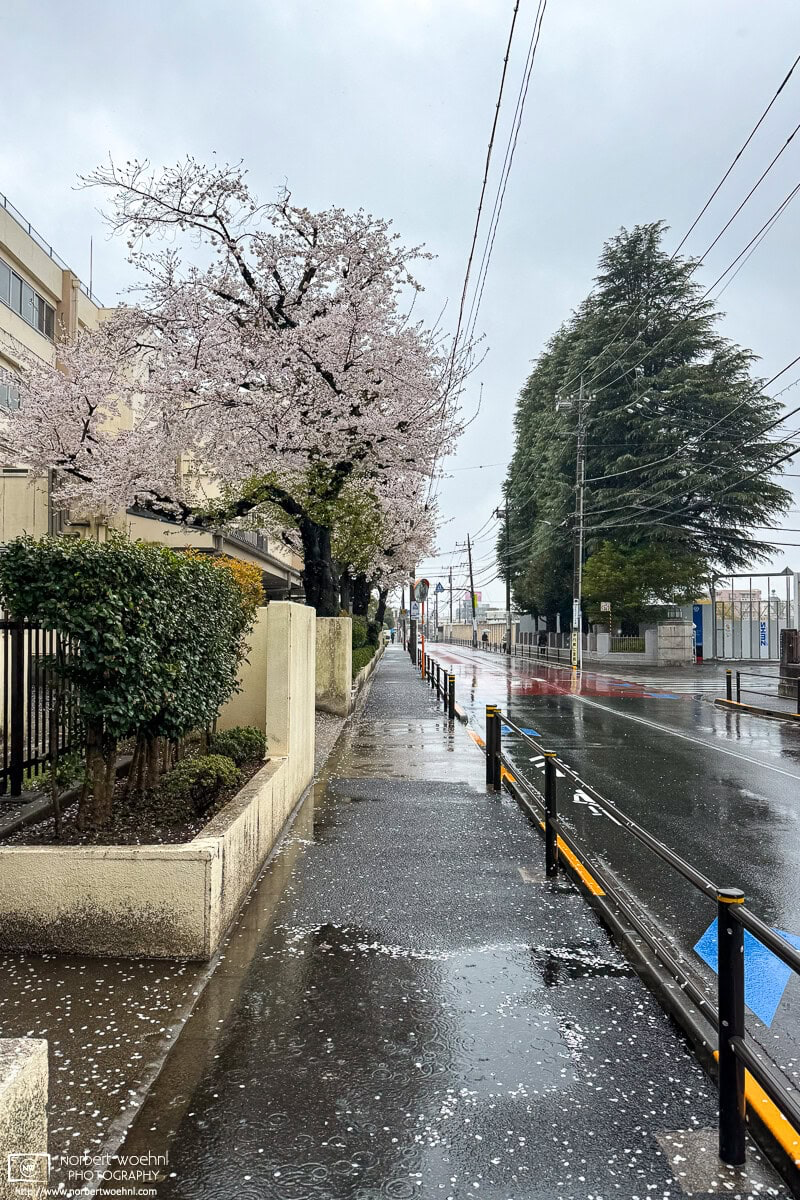 Urban cherry blossoms on a rainy day in the Shimura district of Itabashi Ward in Tokyo, Japan. © 2025 Norbert Woehnl Photography.